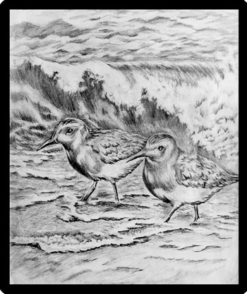 drawing-sandbirds